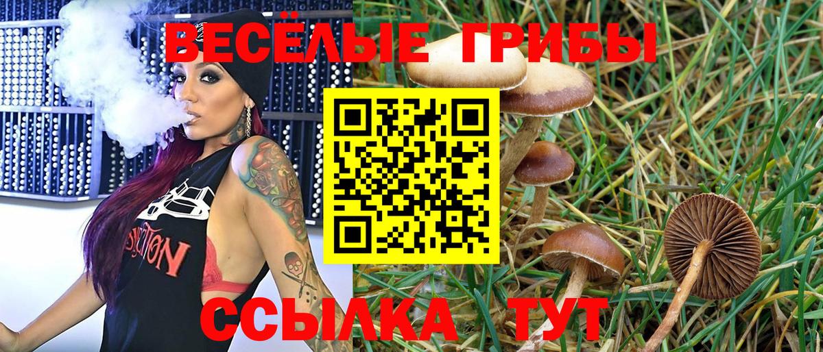 Галлюциногенные грибы Psilocybe Полысаево